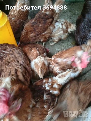 Кокошки , снимка 2 - Кокошки и пуйки - 54282448