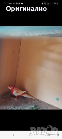 Папагали Розела рубино, снимка 2 - Папагали - 42707037