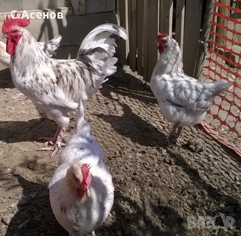 продавам три кокошки и петел сплаш маран, снимка 1