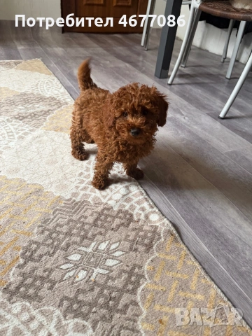 Toypudel на 3 месеца женски, снимка 3 - Пудели - 53188376