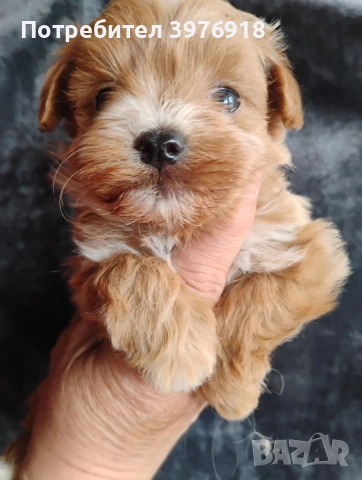 предлагам малтипу момчета, снимка 2 - Други - 53936498