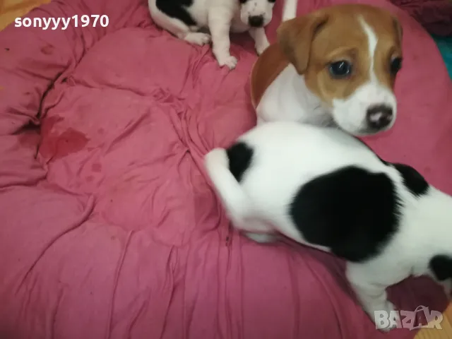 ДЖАК РЪСЕЛ-БЕБЕТА ДЖАКОВЕ-ВИДИН 0302251844, снимка 5 - Джак ръсел териер - 48948026