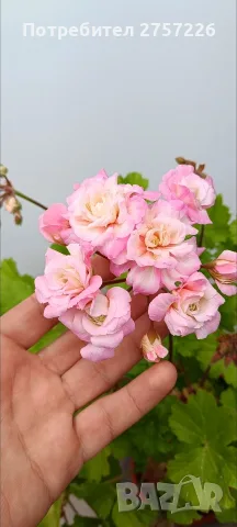 Леона Галактика