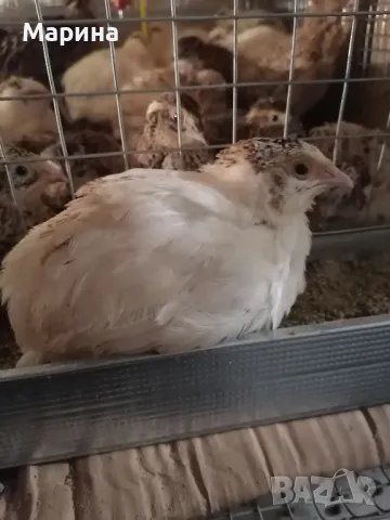 Пъдпъдъци ,гр.Свищов, снимка 10 - други­ - 45681936