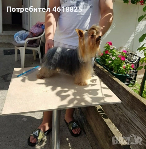 Йоркширски териери , снимка 14 - Йоркширски териер - 53303647