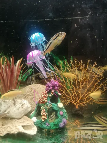 Продавам силиконови риби, корали. , снимка 16 - Оборудване за аквариуми - 47767680