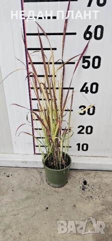 Императа "Червен барон", снимка 3 - Градински цветя и растения - 51983539