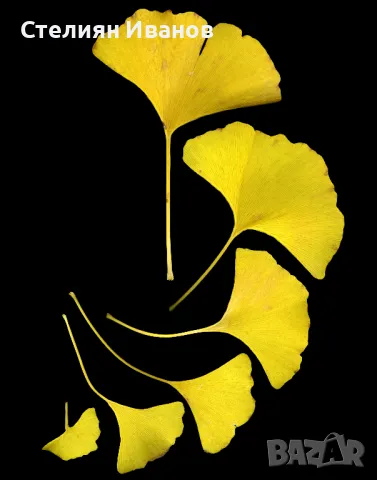 Гинко билоба (Ginkgo biloba), снимка 3 - Градински цветя и растения - 50197097