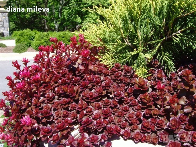Червен седум Пурпурна Зима, Sedum spirium " Purpur Winter "