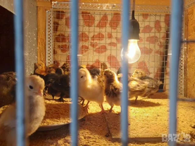 Малки пиленца - различни породи / Малки пилета , снимка 6 - Кокошки и пуйки - 55989447
