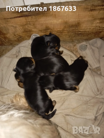 Продавам йоркширски териер