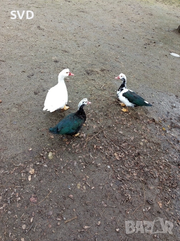 Неми Патки , снимка 2 - Патици и гъски - 52682064