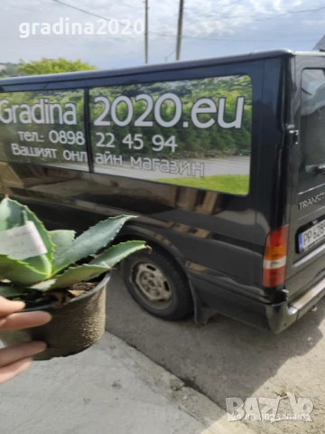 Агаве Американа Блу, снимка 5 - Разсади - 51161280