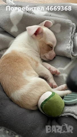 Продава се бебе мини чихуахуа на 7 седмици с втора ваксина, снимка 3 - Чихуахуа - 52662838