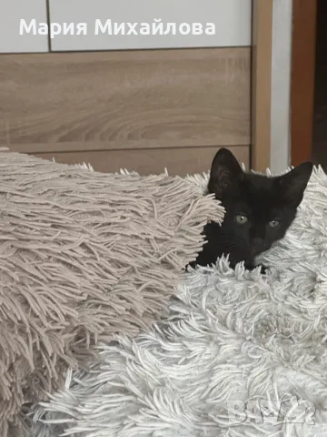 Подарявам малко коте