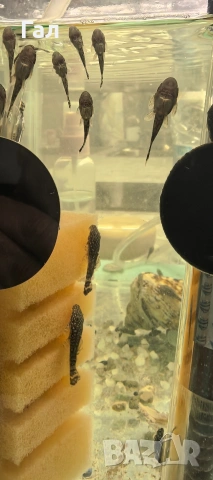 Сомчета Анцитрус , снимка 3 - Рибки - 53933106