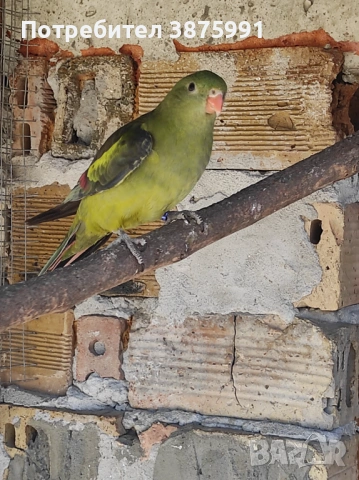 Продавам планински папагал женски, снимка 3 - Папагали - 47917540