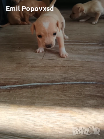 Сърнист Пинчер, снимка 4 - Пинчер - 54335405