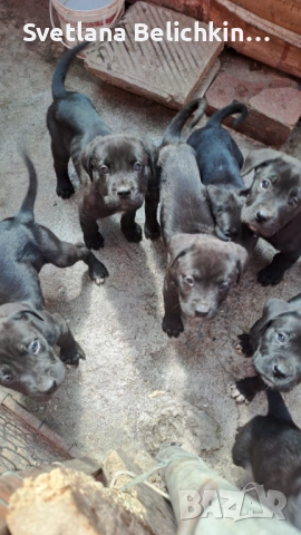 Продавам Кане Корсо, снимка 11 - Кане корсо - 54278276