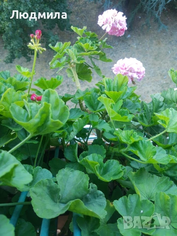 Мушкато,големи,отгледани ОСТАНАЛИ 9бр.ДОГОВАРЯНЕ., снимка 5 - Стайни растения - 51304792