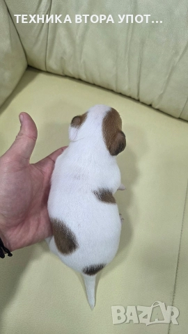 Мъжки джак ръсел териер , снимка 3 - Джак ръсел териер - 52885977