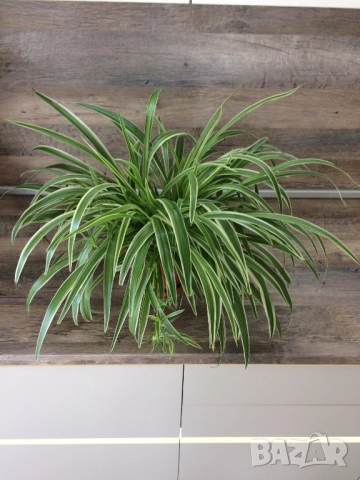 Спатифилум (Женско щастие), Драцена, Хлорофитум, , снимка 4 - Стайни растения - 50815848