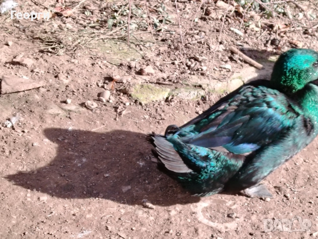 Продавам петли Брама и Каюги, снимка 11 - други­ - 52947667