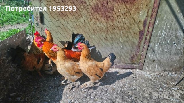 Джинки елитни, снимка 3 - Кокошки и пуйки - 44807173