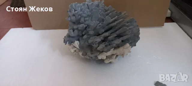 продавам син корал, снимка 3 - Оборудване за аквариуми - 47834487