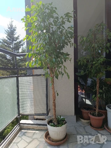 Фикус бенджамин 170см, драцена 120см, снимка 4 - Градински цветя и растения - 34362136
