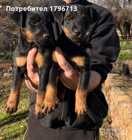 Ягдтериер кученца