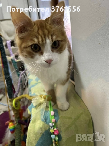 Подарявям Ангорско коте, снимка 7 - Ангорски - 52929199