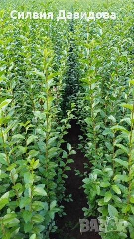 0.70 лв Лигуструм на корен, снимка 18 - Градински цветя и растения - 52023071