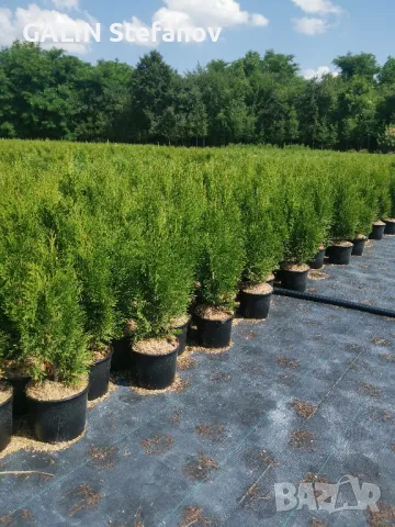 смарагд , снимка 2 - Градински цветя и растения - 49482584