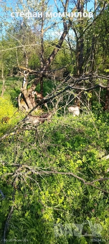 ярета, снимка 8 - Кози - 54345173