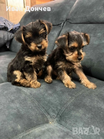 Йоркширски териер , снимка 1