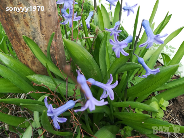 ГРЪМ МНОГО ЗЮМБЮЛИ С ЛУКОВИЦИ В САКЦИЯ 1303241626, снимка 6 - Градински цветя и растения - 44746712