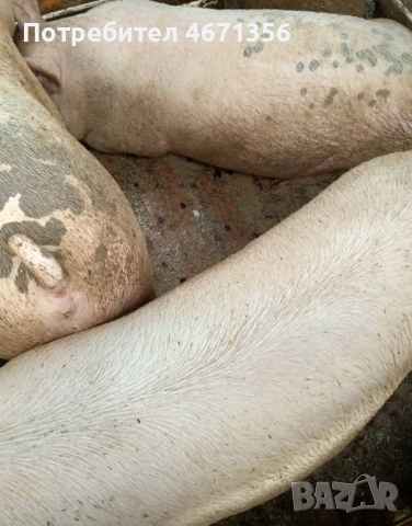 Продавам угоени прасета , снимка 2 - Прасета - 52864968