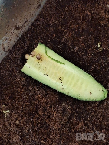 Гигантски африкански охлюви Ахатина, снимка 6 - Терариуми и оборудване - 53221991