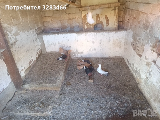 Гълъби, снимка 2 - Гълъби - 50570023