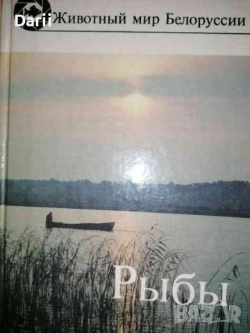 Животный мир Белоруссии: Рыбы