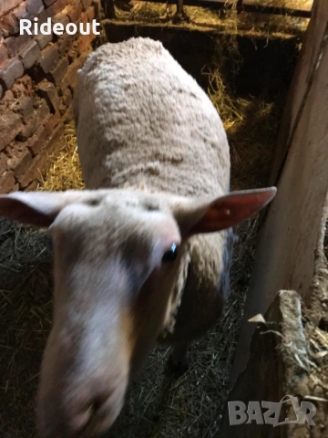 Коч / Овен Мутон Шароле, снимка 3 - Овце - 53096273