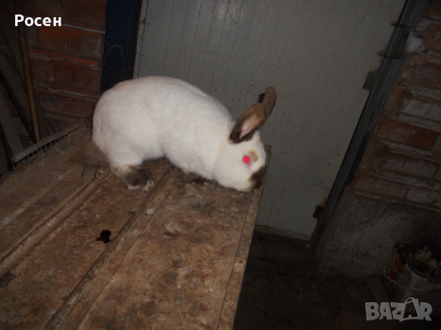 Зайци- Калифорнийци , снимка 2 - Други - 24130819