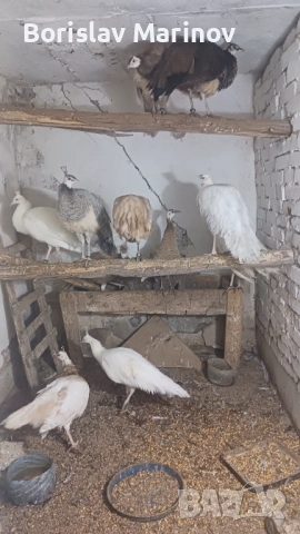 Пауни, снимка 5 - други­ - 52431762