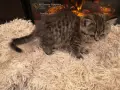 британско кьсокосместо таби момиче , снимка 9