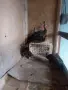 Зелени явайски пауни, снимка 1