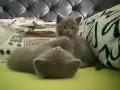 Британски късокосмести котета , снимка 3