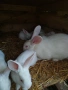 Зайци Цика , снимка 4