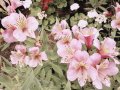 Алстромерия, снимка 1 - Градински цветя и растения - 39357123