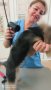 Подстригване и къпане на кучета и котки, снимка 4